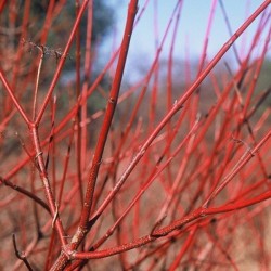 Silky Dogwood (Cornus Amomum) 30 seeds