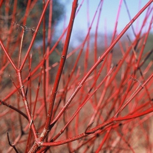 Silky Dogwood (Cornus Amomum) 60 seeds