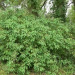 Silky Dogwood (Cornus Amomum) 30 seeds