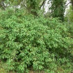 Silky Dogwood (Cornus Amomum) 15 seeds