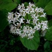 Silky Dogwood (Cornus Amomum) 60 seeds