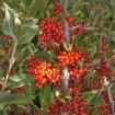 Silver Buffaloberry (Shepherdia Argentea) 10 seeds