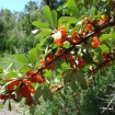 Silver Buffaloberry (Shepherdia Argentea) 5 seeds