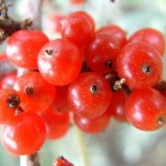 Silver Buffaloberry (Shepherdia Argentea) 20 seeds