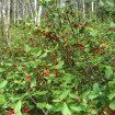 Silver Buffaloberry (Shepherdia Argentea) 5 seeds