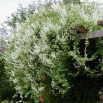 Silver Lace Vine (Polygonum Aubertii) 15 seeds