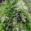 Silver Lace Vine (Polygonum Aubertii) 80 seeds