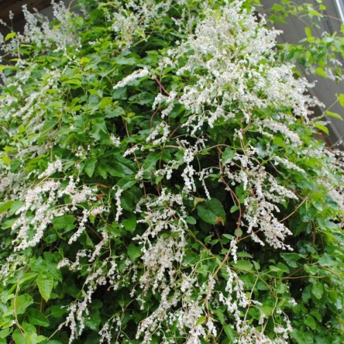 Silver Lace Vine (Polygonum Aubertii) 40 seeds