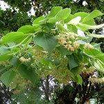 Silver Linden (Tilia Tomentosa) 20 seeds