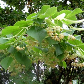 HobbySeeds | Tree Shrub Flower Seeds