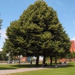 Silver Linden (Tilia Tomentosa) 20 seeds