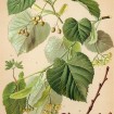 Silver Linden (Tilia Tomentosa) 10 seeds