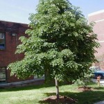 Silver Linden (Tilia Tomentosa) 20 seeds