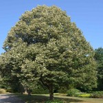 Silver Linden (Tilia Tomentosa) 20 seeds