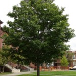 Silver Maple (Acer Saccharinum) 10 seeds