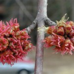 Silver Maple (Acer Saccharinum) 20 seeds