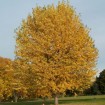 Silver Maple (Acer Saccharinum) 20 seeds