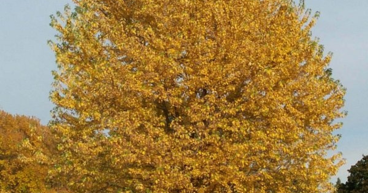 Buy Silver Maple Acer Saccharinum 7 Seeds Online Seeds Hobbyseeds Store