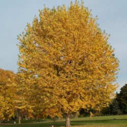 Silver Maple (Acer Saccharinum) 20 seeds