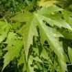 Silver Maple (Acer Saccharinum) 20 seeds