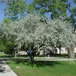 Silverberry (Elaeagnus Angustifolia) 20 seeds