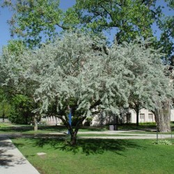 Silverberry (Elaeagnus Angustifolia) 10 seeds