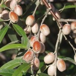 Silverberry (Elaeagnus Angustifolia) 10 seeds