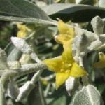 Silverberry (Elaeagnus Angustifolia) 20 seeds