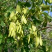 Singleleaf Ash (Fraxinus Anomala) 25 seeds