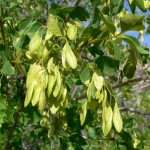 Singleleaf Ash (Fraxinus Anomala) 10 seeds