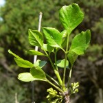 Singleleaf Ash (Fraxinus Anomala) 25 seeds