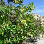 Singleleaf Ash (Fraxinus Anomala) 10 seeds