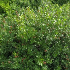 Skunkbush Sumac (Rhus Trilobata) 10 seeds
