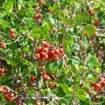 Skunkbush Sumac (Rhus Trilobata) 15 seeds