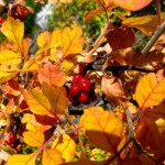 Skunkbush Sumac (Rhus Trilobata) 15 seeds