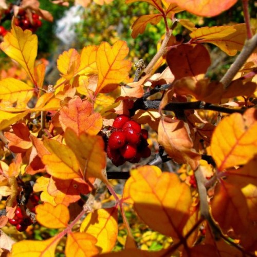 Skunkbush Sumac (Rhus Trilobata) 20 seeds