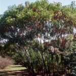 Skunkbush Sumac (Rhus Trilobata) 15 seeds