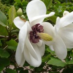 Small-flowered Magnolia (Magnolia Sieboldii) 5 seeds