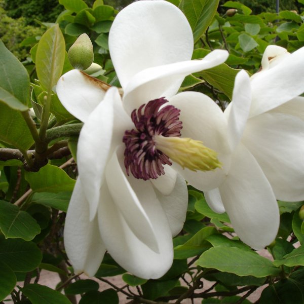 Magnolia sieboldii UNIQUE TREE Seeds! 