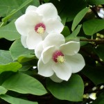 Small-flowered Magnolia (Magnolia Sieboldii) 10 seeds