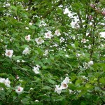 Small-flowered Magnolia (Magnolia Sieboldii) 10 seeds