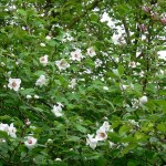 Small-flowered Magnolia (Magnolia Sieboldii) 5 seeds