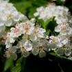 English Hawthorn (Crataegus Laevigata) 7 seeds