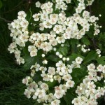 English Hawthorn (Crataegus Laevigata) 7 seeds