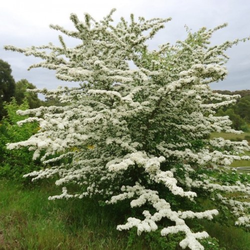 English Hawthorn (Crataegus Laevigata) 7 seeds