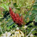 Smooth Sumac (Rhus Glabra) 25 seeds