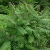 Smooth Sumac (Rhus Glabra) 50 seeds