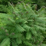 Smooth Sumac (Rhus Glabra) 25 seeds