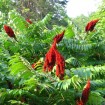 Smooth Sumac (Rhus Glabra) 7 seeds