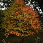 Snakebark maple (Acer Grosseri) 20 seeds